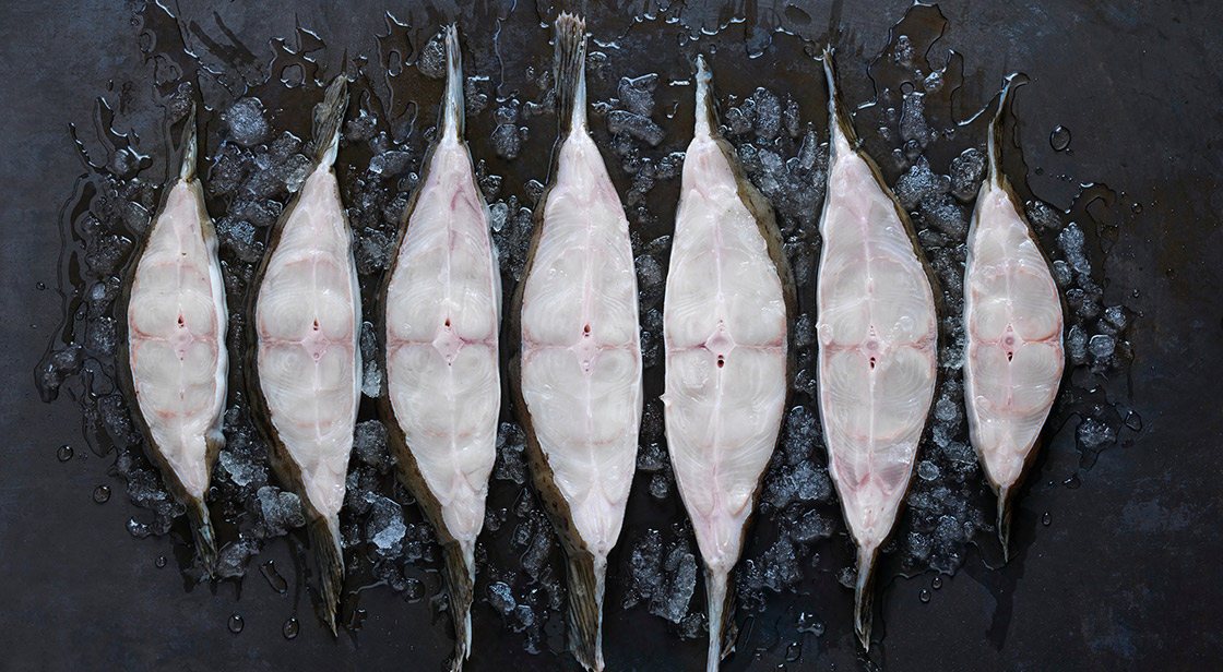 Norwegian halibut on ice