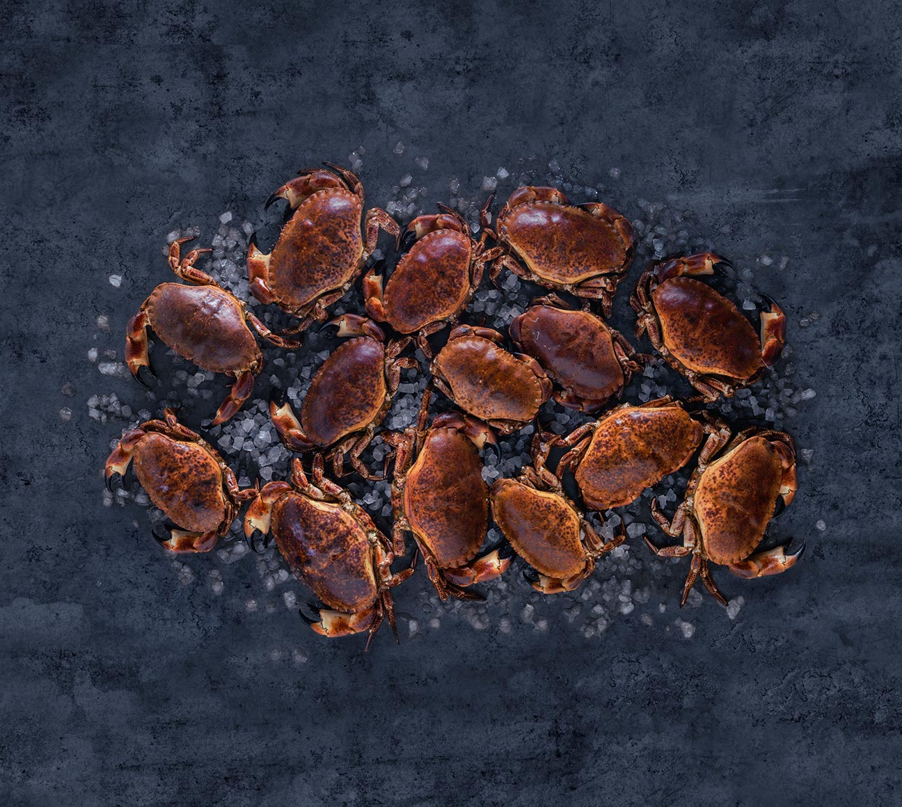 Norwegian brown crab