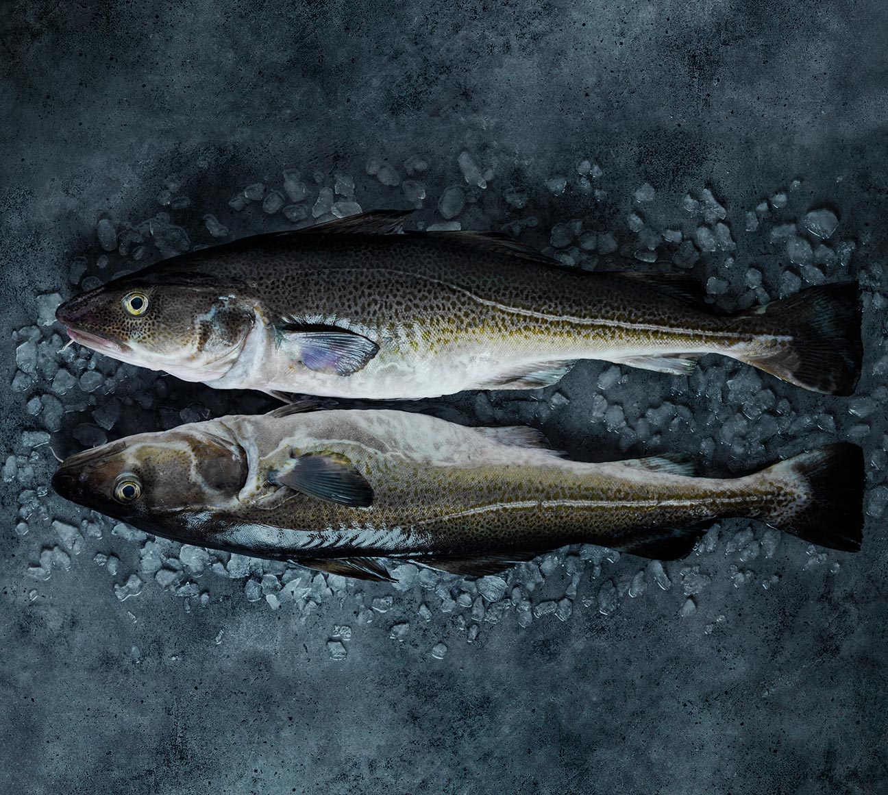 Norwegian cod