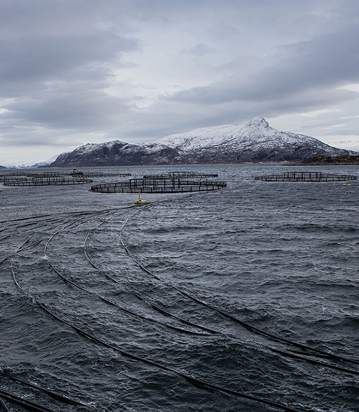 Sea pens