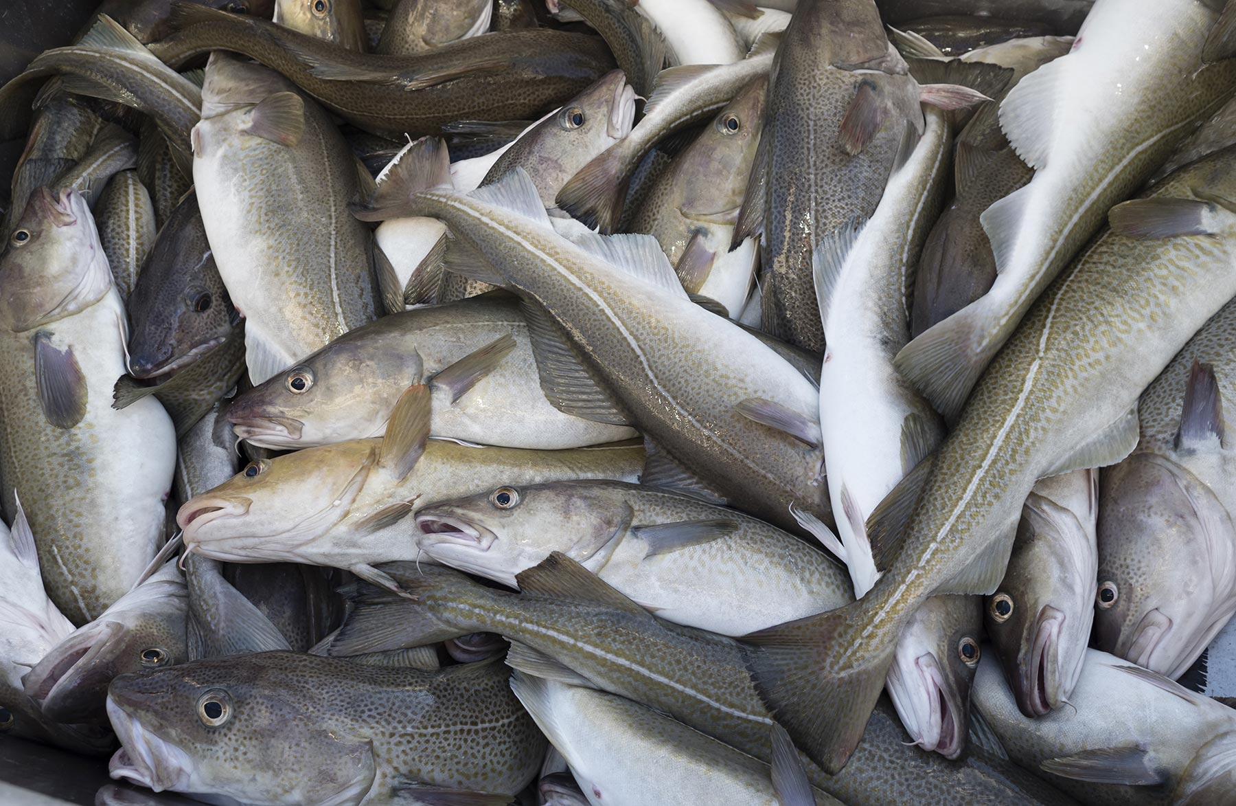 Norwegian skrei